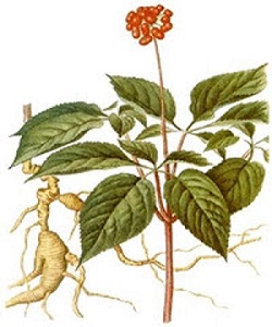 panax ginseng extract manufacturers-Realclear Bio