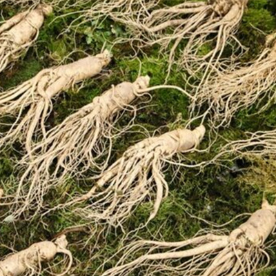 Ginseng Extract