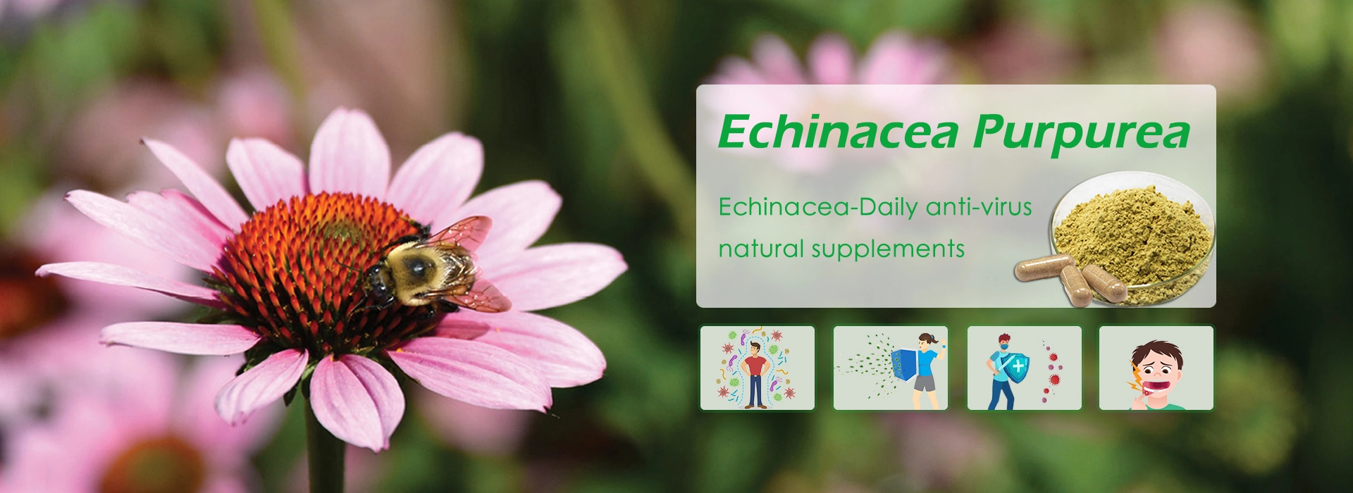 banner-echinacea